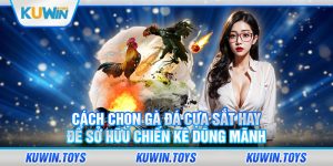 Cách chọn gà đá cựa sắt hay