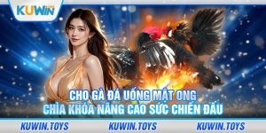 Cho gà đá uống mật ong