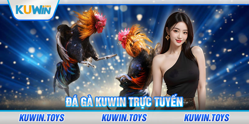 Đá gà KUWIN trực tuyến